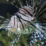 Fische und anderes Getier ...