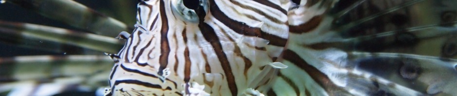 Fische und anderes Getier ...