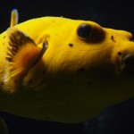 Fische und anderes Getier ...