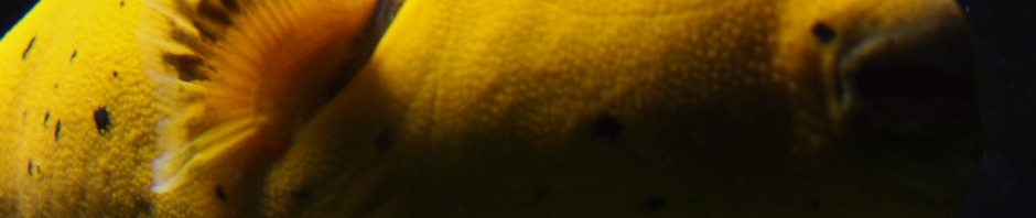 Fische und anderes Getier ...