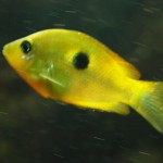 Fische und anderes Getier ...