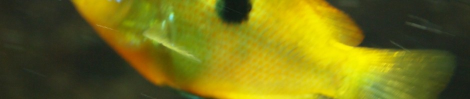 Fische und anderes Getier ...