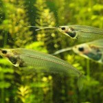 Fische und anderes Getier ...