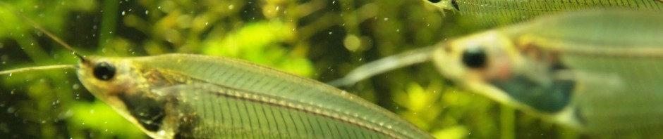 Fische und anderes Getier ...