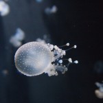 Fische und anderes Getier ...