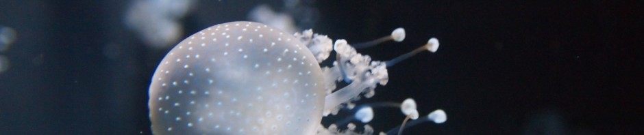 Fische und anderes Getier ...