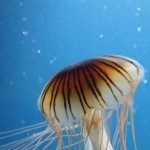 Fische und anderes Getier ...