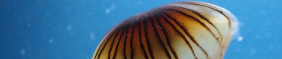 Fische und anderes Getier ...