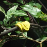 Fische und anderes Getier ...