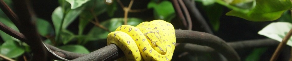 Fische und anderes Getier ...