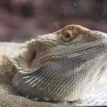 Fische und anderes Getier ...