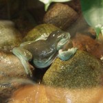 Fische und anderes Getier ...