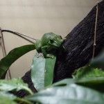 Fische und anderes Getier ...