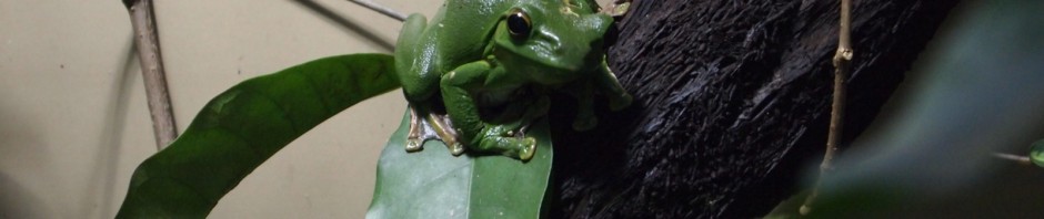 Fische und anderes Getier ...