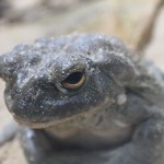 Fische und anderes Getier ...