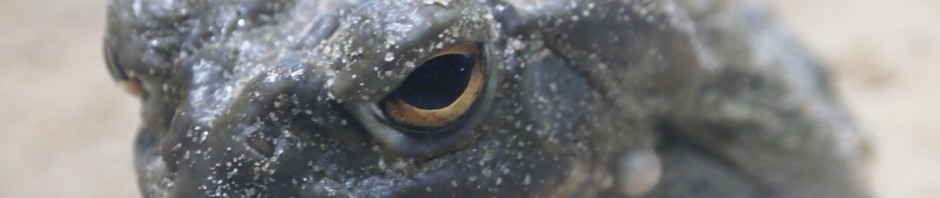 Fische und anderes Getier ...