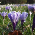 Frühling! Frühling!