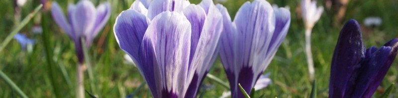 Frühling! Frühling!