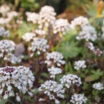 Frühling! Frühling!