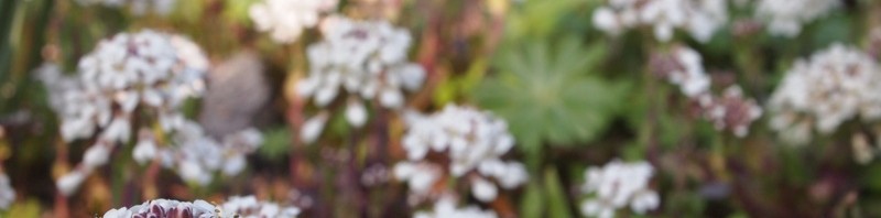 Frühling! Frühling!