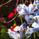 Frühling! Frühling!