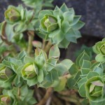 Frühling! Frühling!