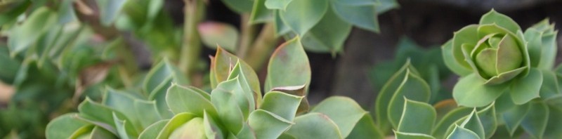 Frühling! Frühling!