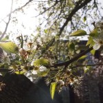 In den weiten Westlanden, jehnseits des Großen Teiches ... In den weiten Westlanden, jehnseits des Großen Teiches ...