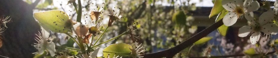 In den weiten Westlanden, jehnseits des Großen Teiches ...