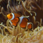 In den weiten Westlanden, jehnseits des Großen Teiches ... In den weiten Westlanden, jehnseits des Großen Teiches ...