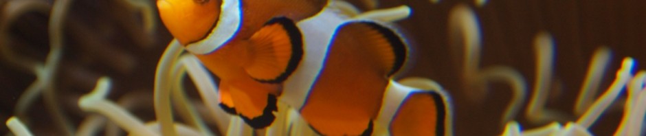 In den weiten Westlanden, jehnseits des Großen Teiches ...