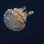 In den weiten Westlanden, jehnseits des Großen Teiches ... In den weiten Westlanden, jehnseits des Großen Teiches ...