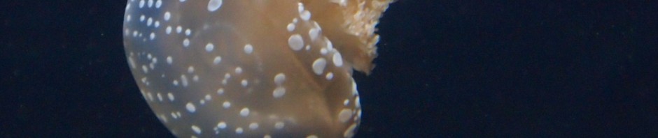 In den weiten Westlanden, jehnseits des Großen Teiches ...