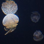 In den weiten Westlanden, jehnseits des Großen Teiches ... In den weiten Westlanden, jehnseits des Großen Teiches ...