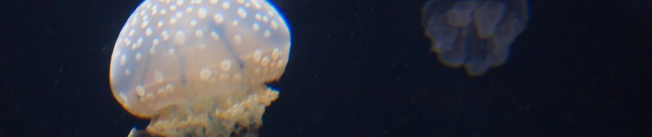 In den weiten Westlanden, jehnseits des Großen Teiches ...