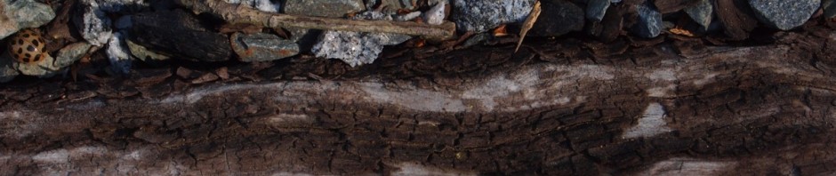 Unterwegs auf Gleisen