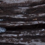 Unterwegs auf Gleisen