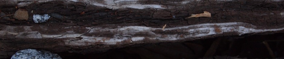 Unterwegs auf Gleisen