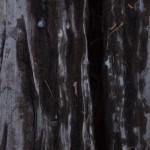 Unterwegs auf Gleisen