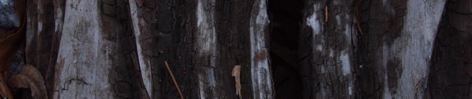 Unterwegs auf Gleisen