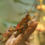 In den weiten Westlanden, jehnseits des Großen Teiches ... Krabbelviech