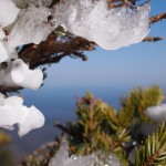 In den weiten Westlanden, jehnseits des Großen Teiches ... vereiste Latschen in den Appalachen