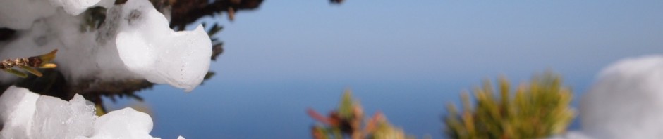 vereiste Latschen in den Appalachen