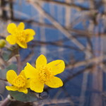 Frühling am Fuße der Alpen