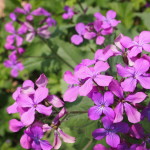 Frühling am Fuße der Alpen