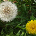 Frühling am Fuße der Alpen