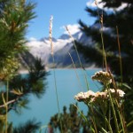 Sommerstreifzüge 2015