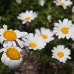 Sommerstreifzüge 2015