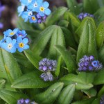 Sommerstreifzüge 2015