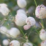 Sommerstreifzüge 2015